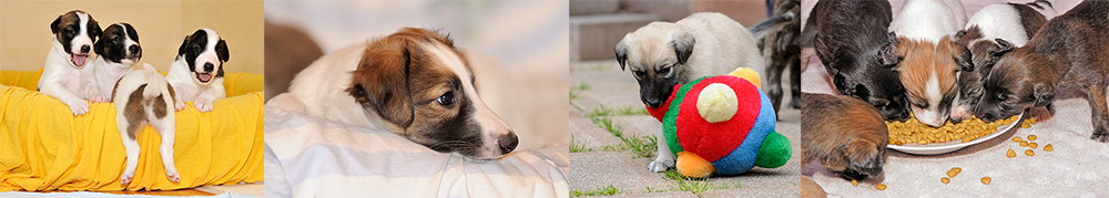 Langhaar Whippet Welpen Langhaar Whippet Welpen